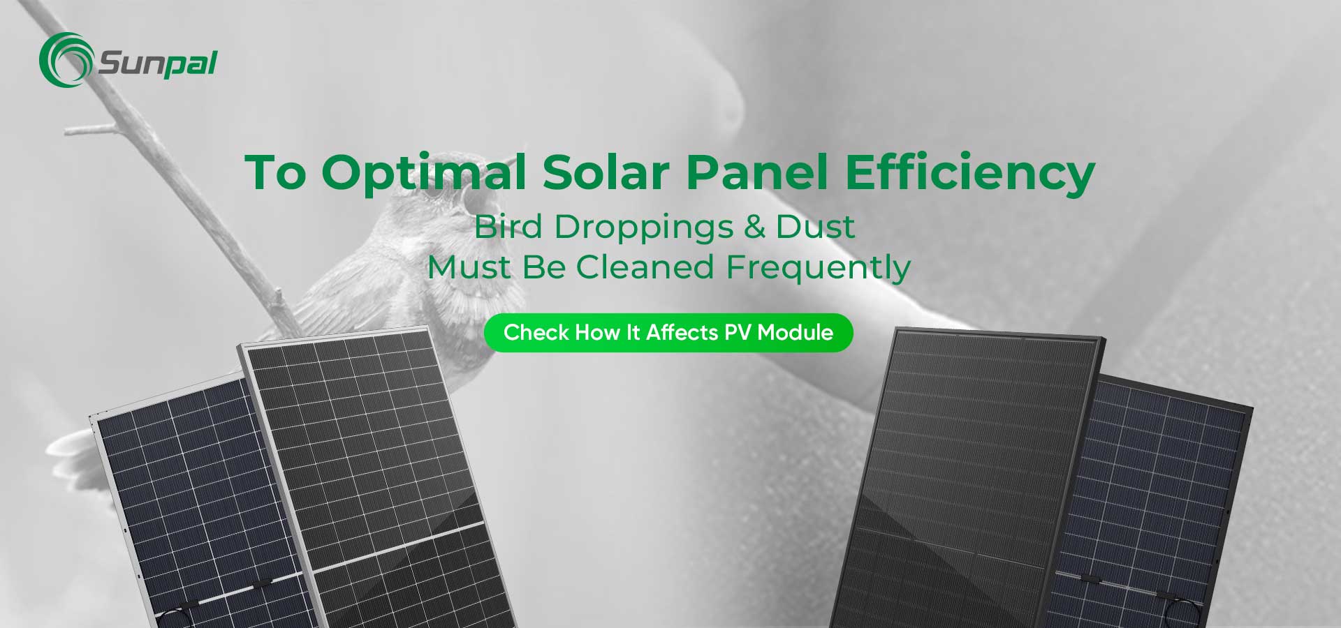 Støv- og fugleavfall: Rengjøring for optimal ytelse av solcellepanelet